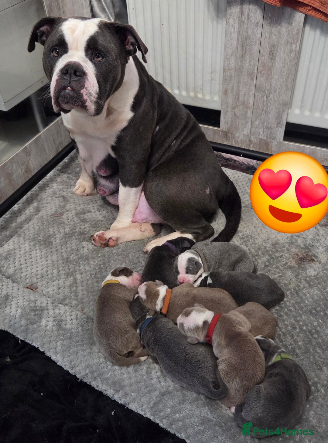 Mixed Breed dogs for sale: Old english bulldross cross american bulldog 😍❤️  - Advert 27