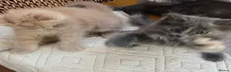 Maine Coon cats for sale: Full 💯 European Maine coons kittens - Advert 8