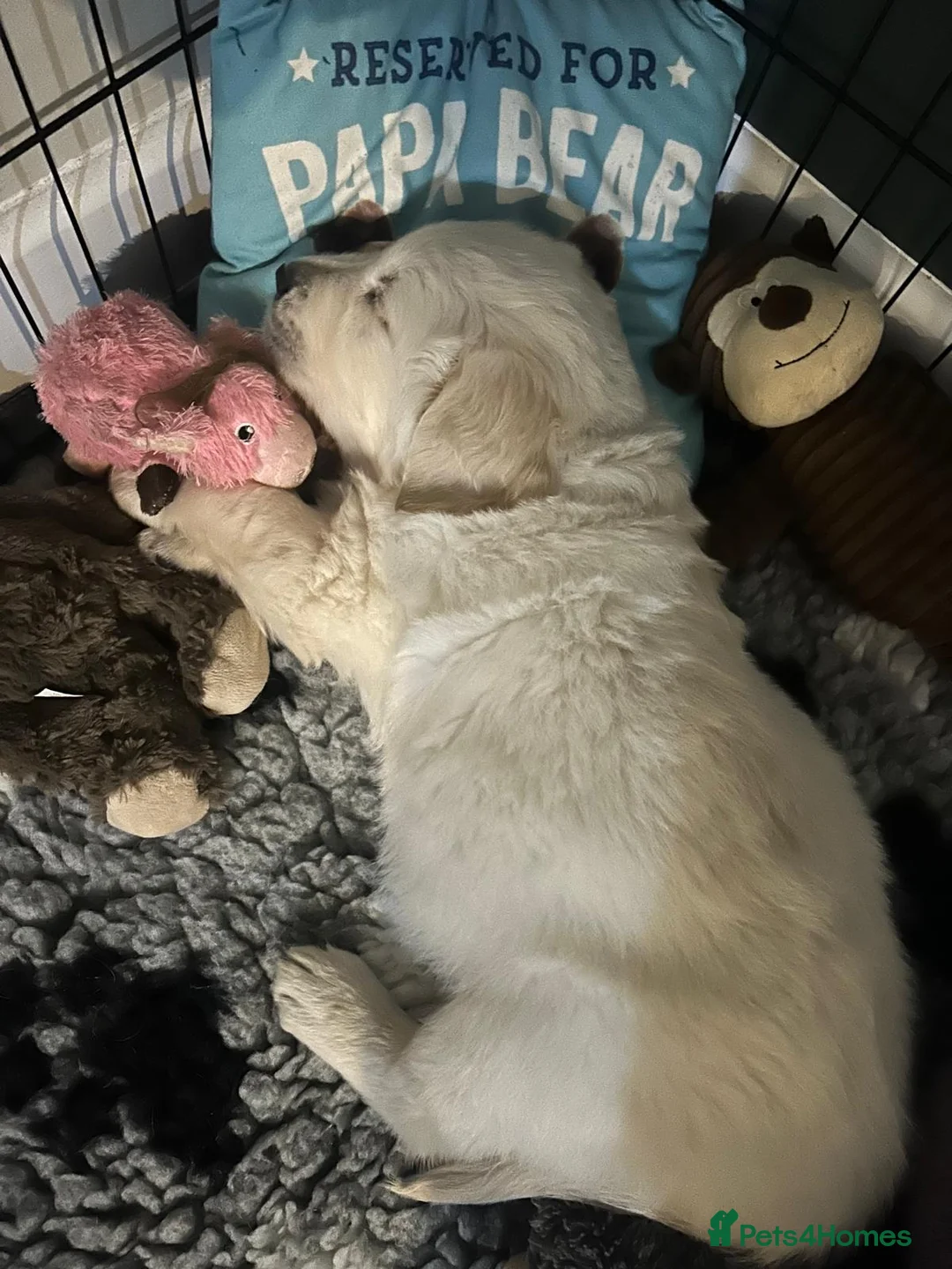 Golden Retriever dogs for sale: KC Champion Lines Golden Retriever pups - Advert 19