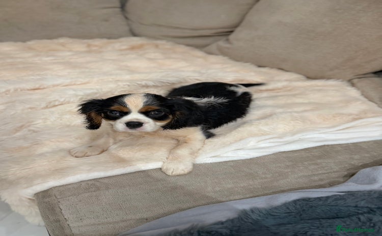 Cavalier King Charles Spaniel dogs  Cavalier King Charles Spaniels  - Advert 4