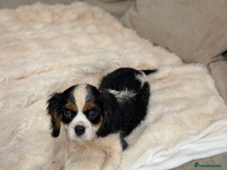 Cavalier King Charles Spaniel dogs Cavalier King Charles Spaniels - Advert 1