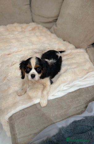 Cavalier King Charles Spaniel dogs Cavalier King Charles Spaniels - Advert 6