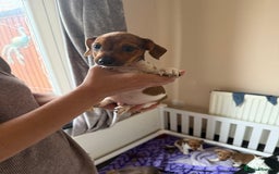 Jack Russell dogs for sale: 2 Jack Russel Puppies - Image 3