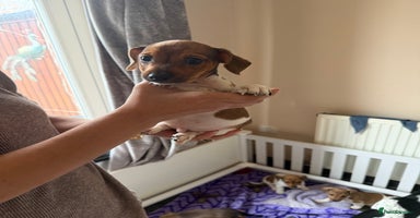 Jack Russell dogs - Advert 1