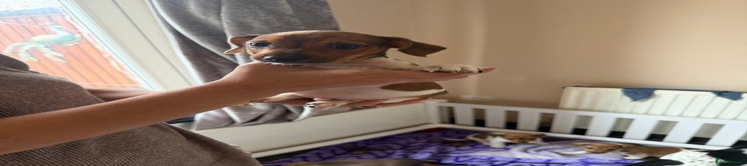 Jack Russell Puppy 2