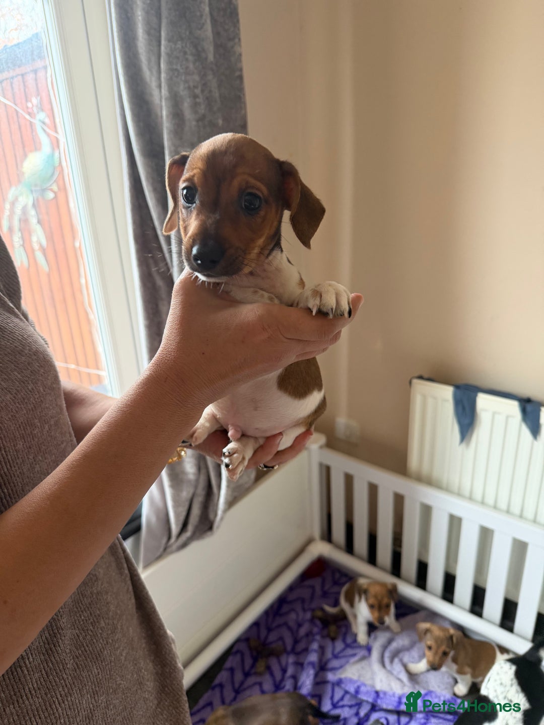 Jack Russell dogs for sale: 2 Jack Russel Puppies - Image 3