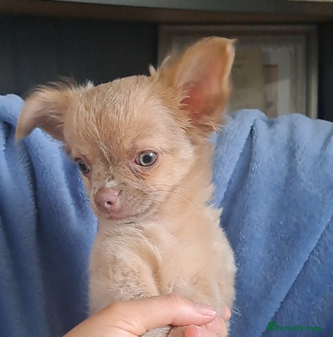 Chihuahua dogs Last 2 long coat chihuahua male pups - Advert 9