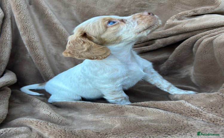 Cocker Spaniel dogs - Advert 10