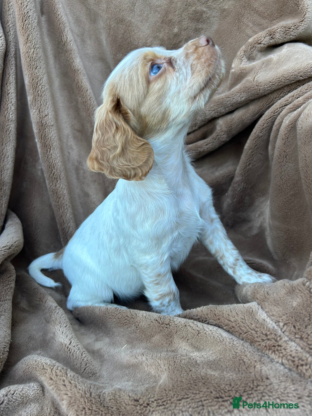 Cocker Spaniel dogs for sale: Gorgeous kc registered cocker spaniel puppies - Image 1