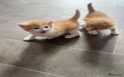 Mixed Breed cats for sale: Gorgeous ginger males  - Image 2