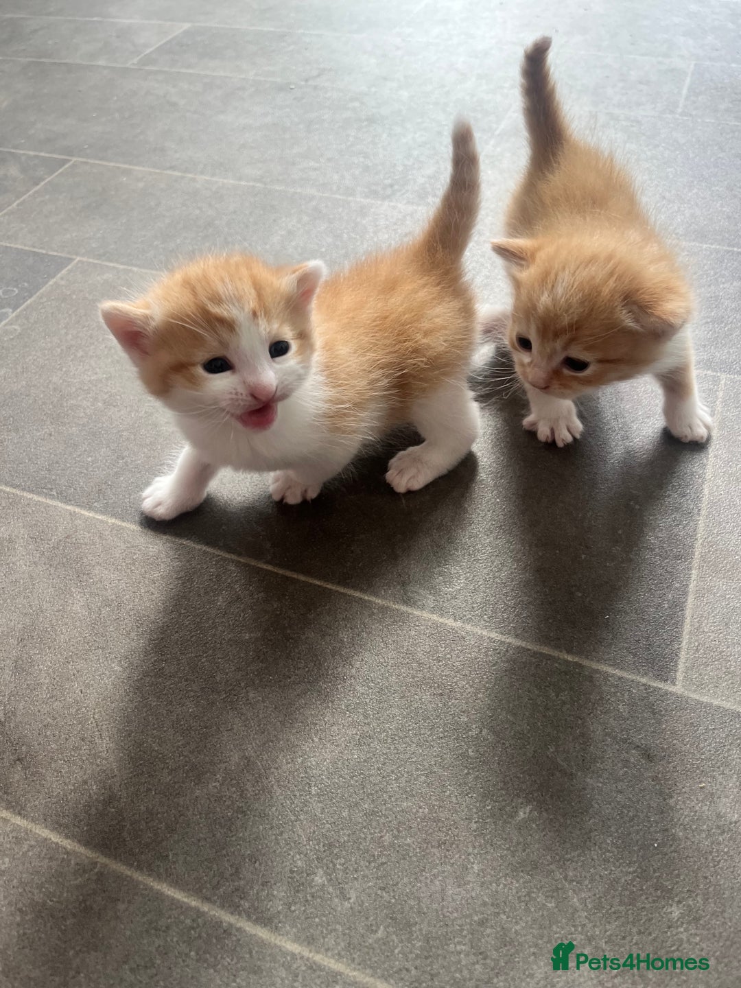 Mixed Breed cats for sale: Gorgeous ginger males  - Image 2