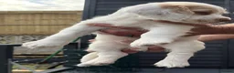 Cocker Spaniel dogs for sale: Red and Lemon & White Working Cocker Spaniels - Advert 20