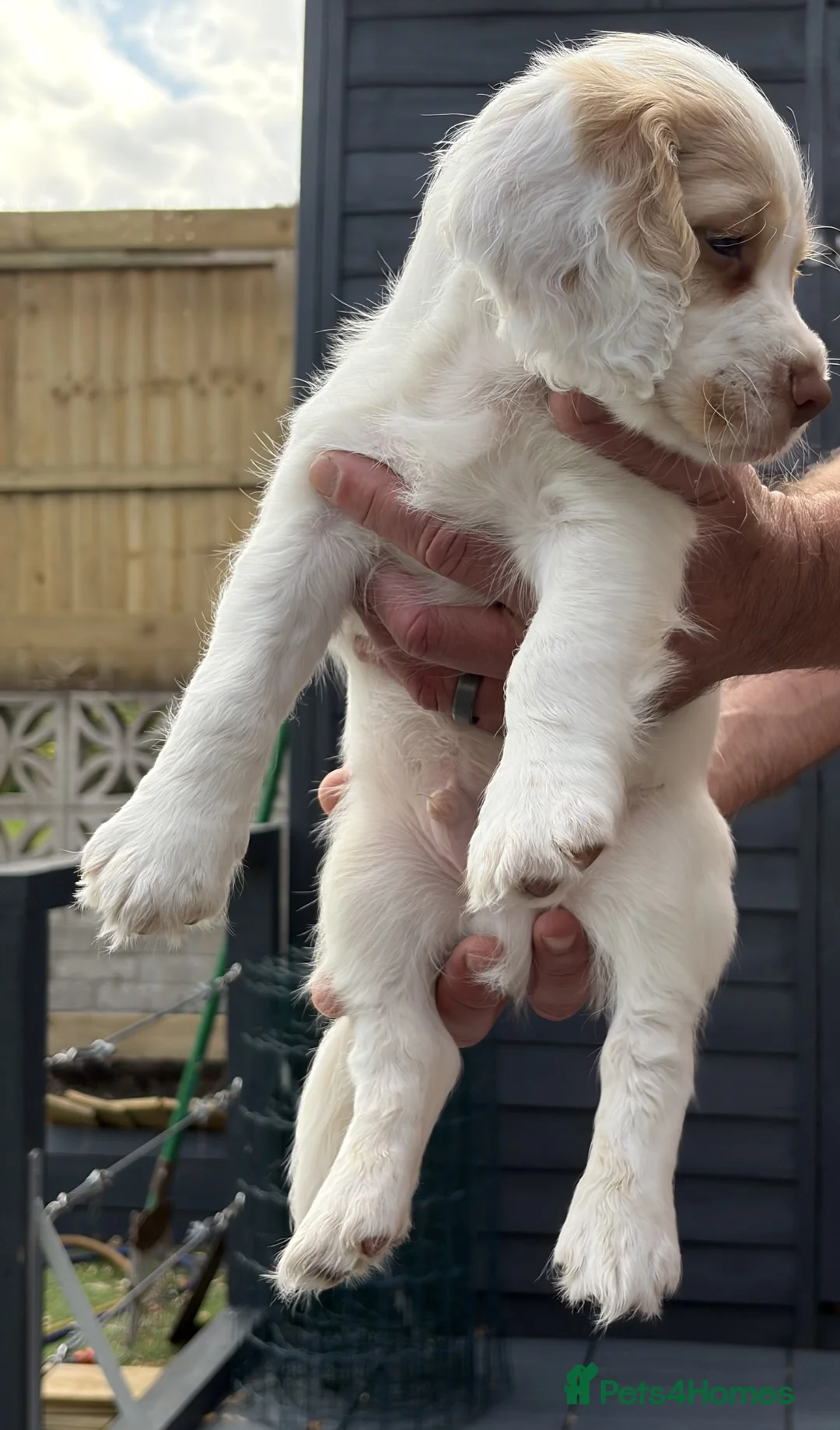Cocker Spaniel dogs for sale: Red and Lemon & White Working Cocker Spaniels - Advert 41