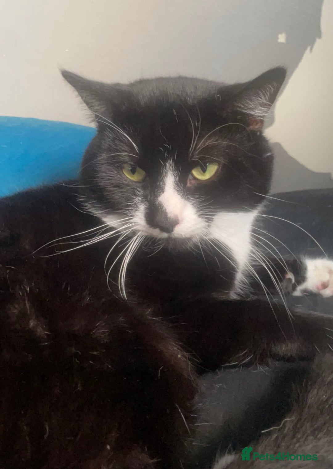 European cats for sale: Kitty - Image 2