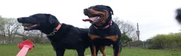 Rottweiler dogs for sale: IVOR KC REG ROTTWEILER PUP - Advert 36