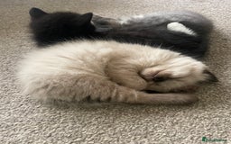 Mixed Breed cats for sale: 3 beautiful ragdoll cross  - Image 3