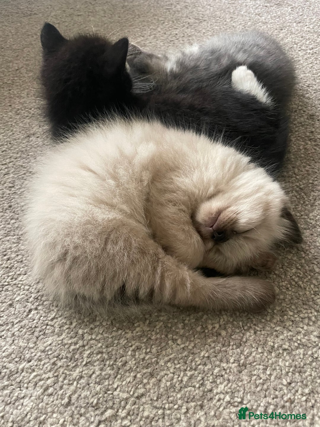 Mixed Breed cats for sale: 3 beautiful ragdoll cross  - Image 3