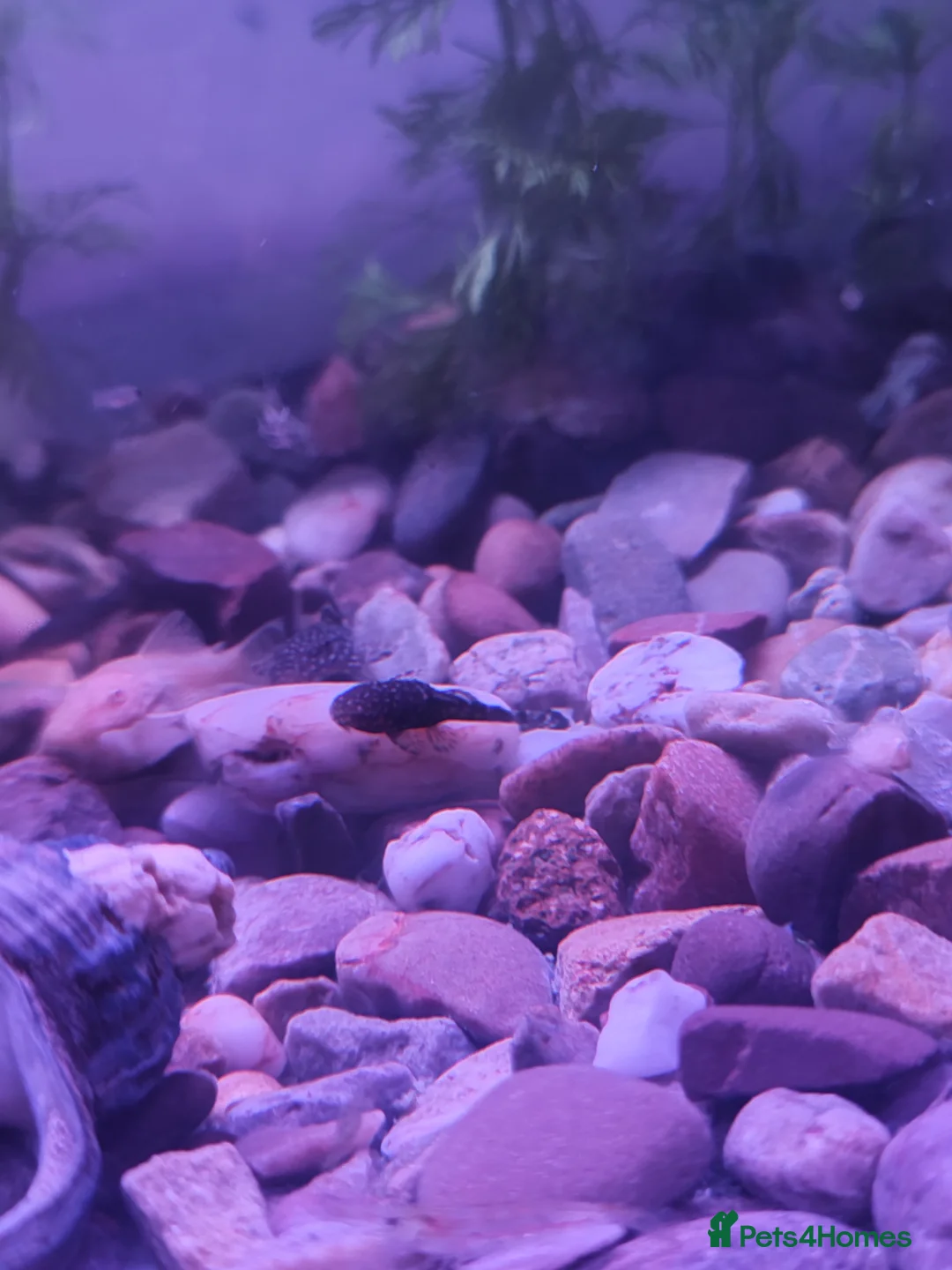 Plecos fish for sale: Mixed breed bristlenose plecos - Advert 3