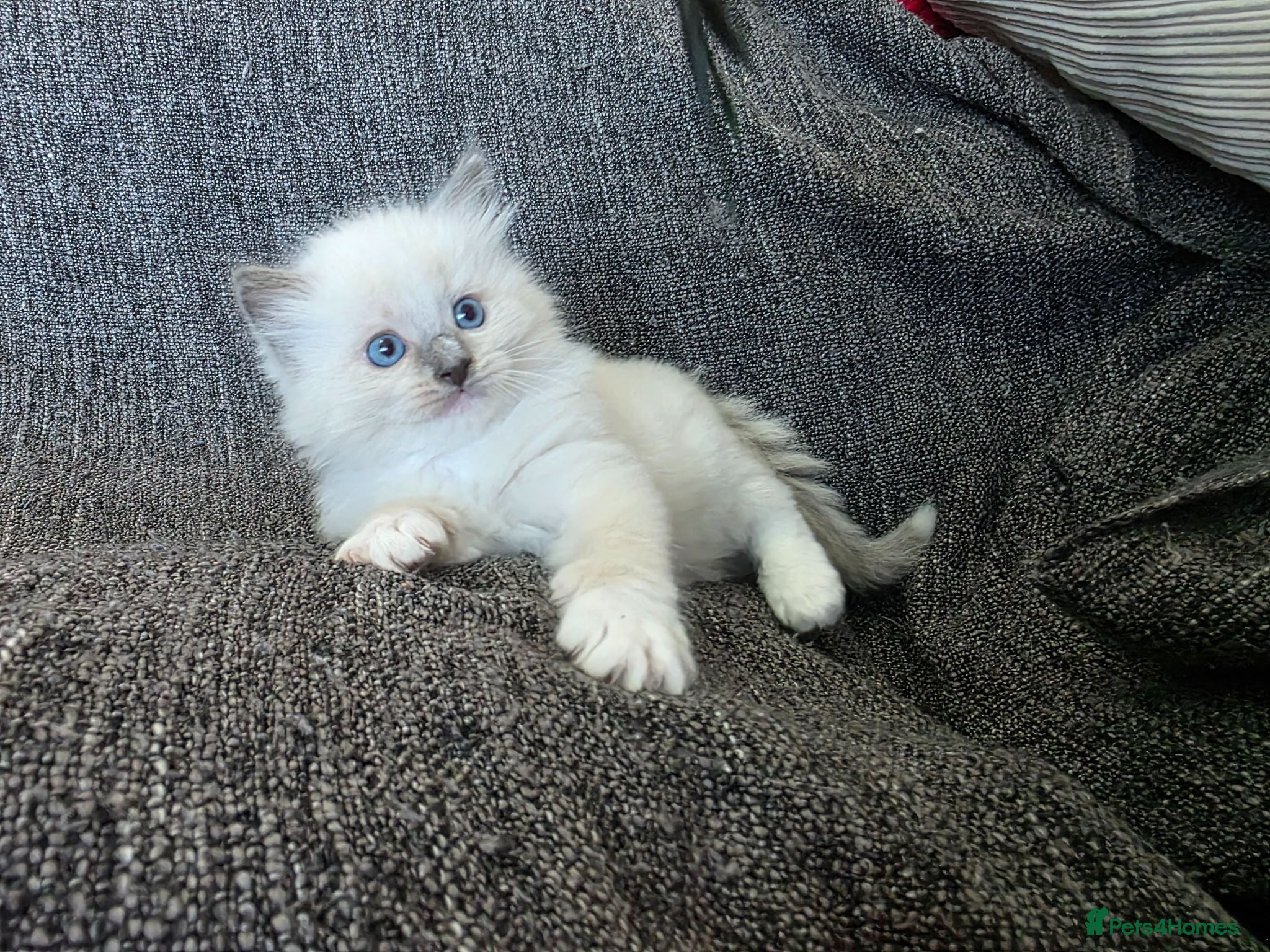 Ragdoll cats GCCF REGISTERED RAGDOLL KITTENS - Advert 2