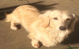 Dachshund dogs for stud: CREAM LONGHAIRED DACHSHUND FOR STUD - Image 2