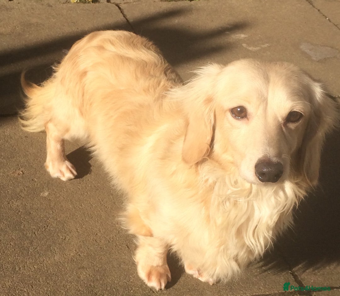 Dachshund dogs for stud: CREAM LONGHAIRED DACHSHUND FOR STUD - Image 2