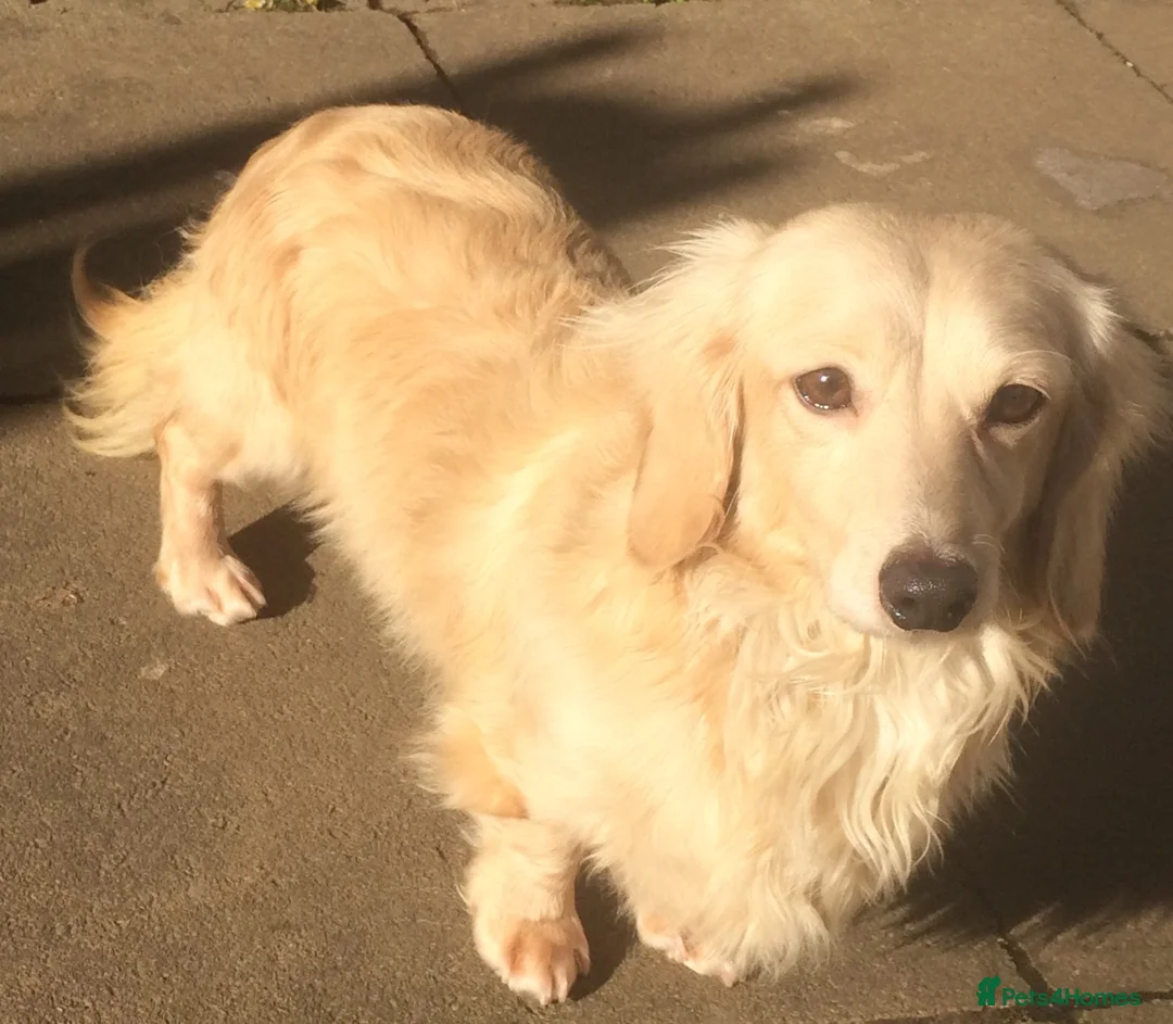 Dachshund dogs for stud: CREAM LONGHAIRED DACHSHUND FOR STUD - Advert 2