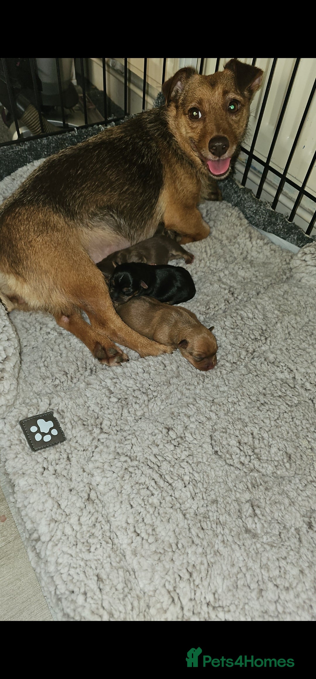 Jack Russell dogs for sale: LOVELY TRI-COLOURED JACK RUSSELL PUPS FOR SALE🐶❤️ - Image 5