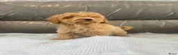 Coton De Tulear dogs for sale: COTON NOODLE PUPPIES READY NOW  - Advert 9