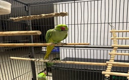 Ringnecks birds for sale: Lovely Ringneck Parrots with Cage  - Image 2