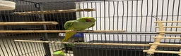 Ringnecks birds for sale: Lovely Ringneck Parrots with Cage  - Advert 2