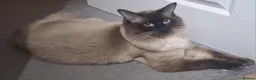 Ragamese cats for sale: Ragamese kittens 1 male Left.  - Advert 7