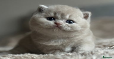 British Shorthair cats Fawn tortie female kitten ready mild Jan - Advert 3