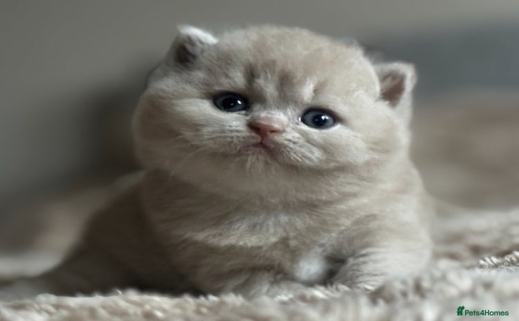 British Shorthair cats Fawn tortie female kitten ready mild Jan - Advert 2