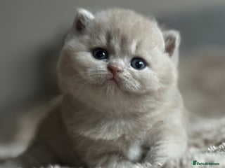 British Shorthair cats Fawn tortie female kitten ready mild Jan - Advert 1