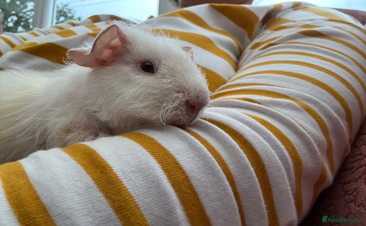 Guinea Pig rodents - Advert 7
