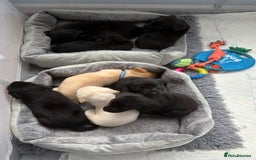 Labrador Retriever dogs for sale: Ready now beautiful Labrador retriever puppies - Image 1