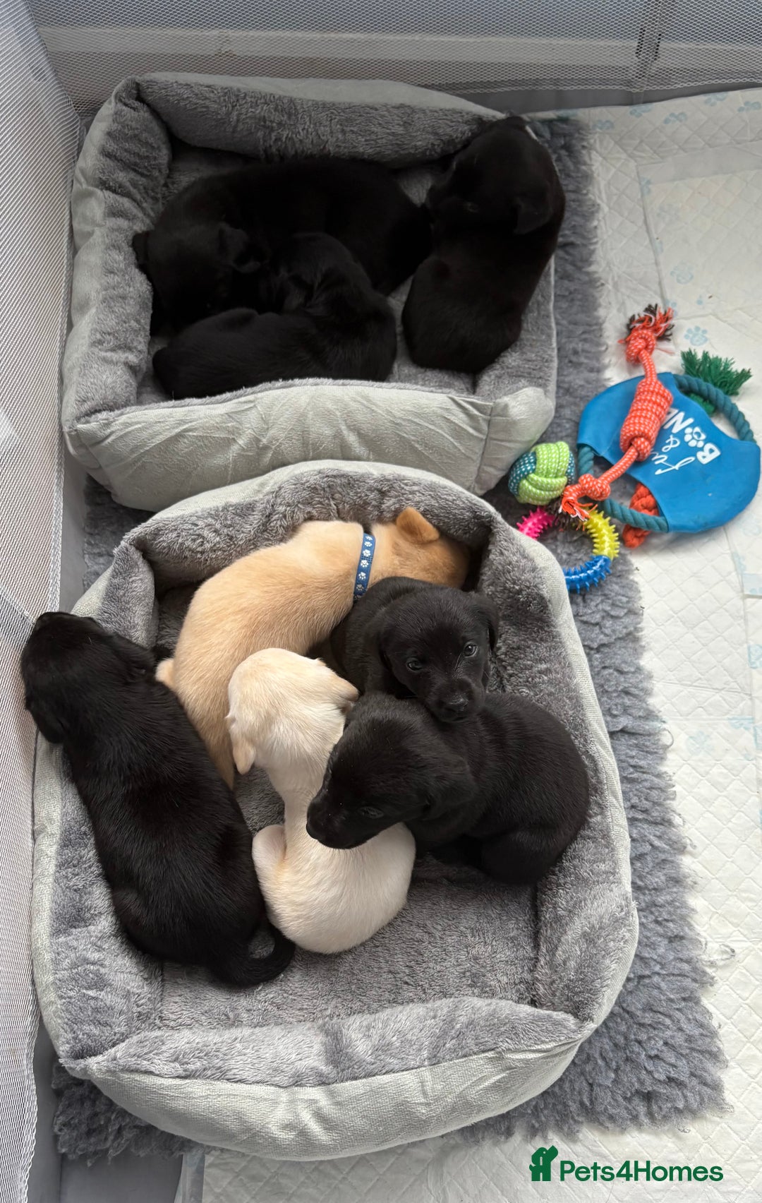 Labrador Retriever dogs for sale: Ready now beautiful Labrador retriever puppies - Image 1