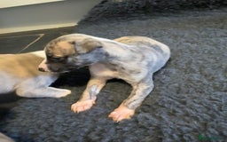 Whippet dogs for sale: Beautiful KC Whippet pups 5 boys - Image 13