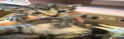 Mixed Breed cats for sale: 1 grey female 4 tabby female kittens - Advert 19