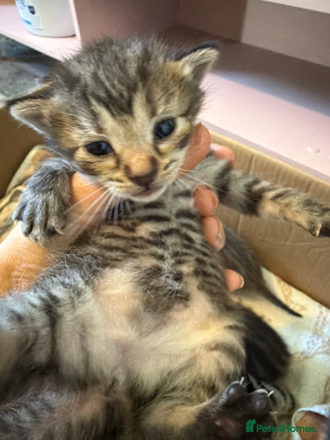 Mixed Breed cats for sale: 1 grey female 4 tabby female kittens - Advert 19
