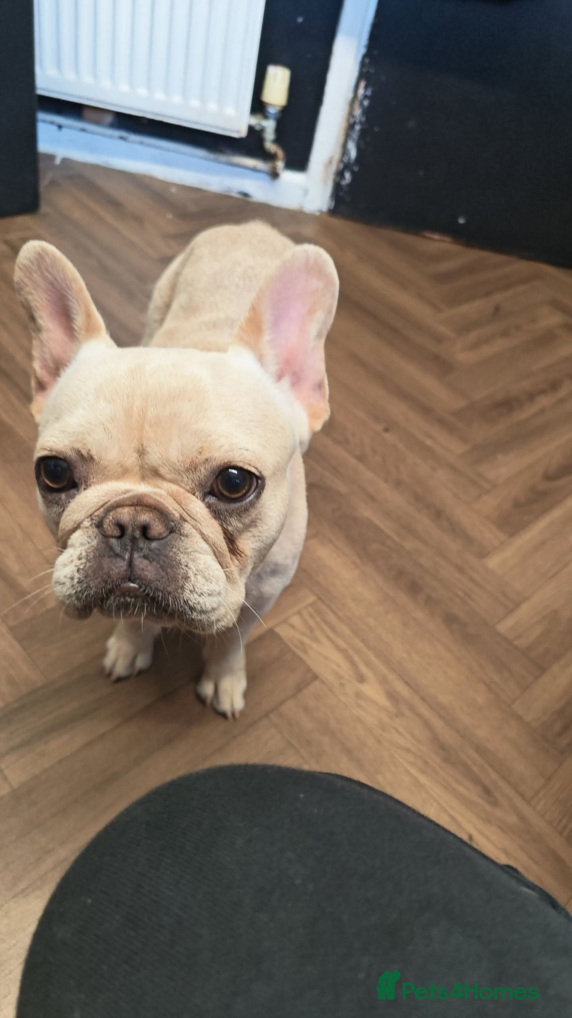 French Bulldog dogs Frenchie  - Advert 5