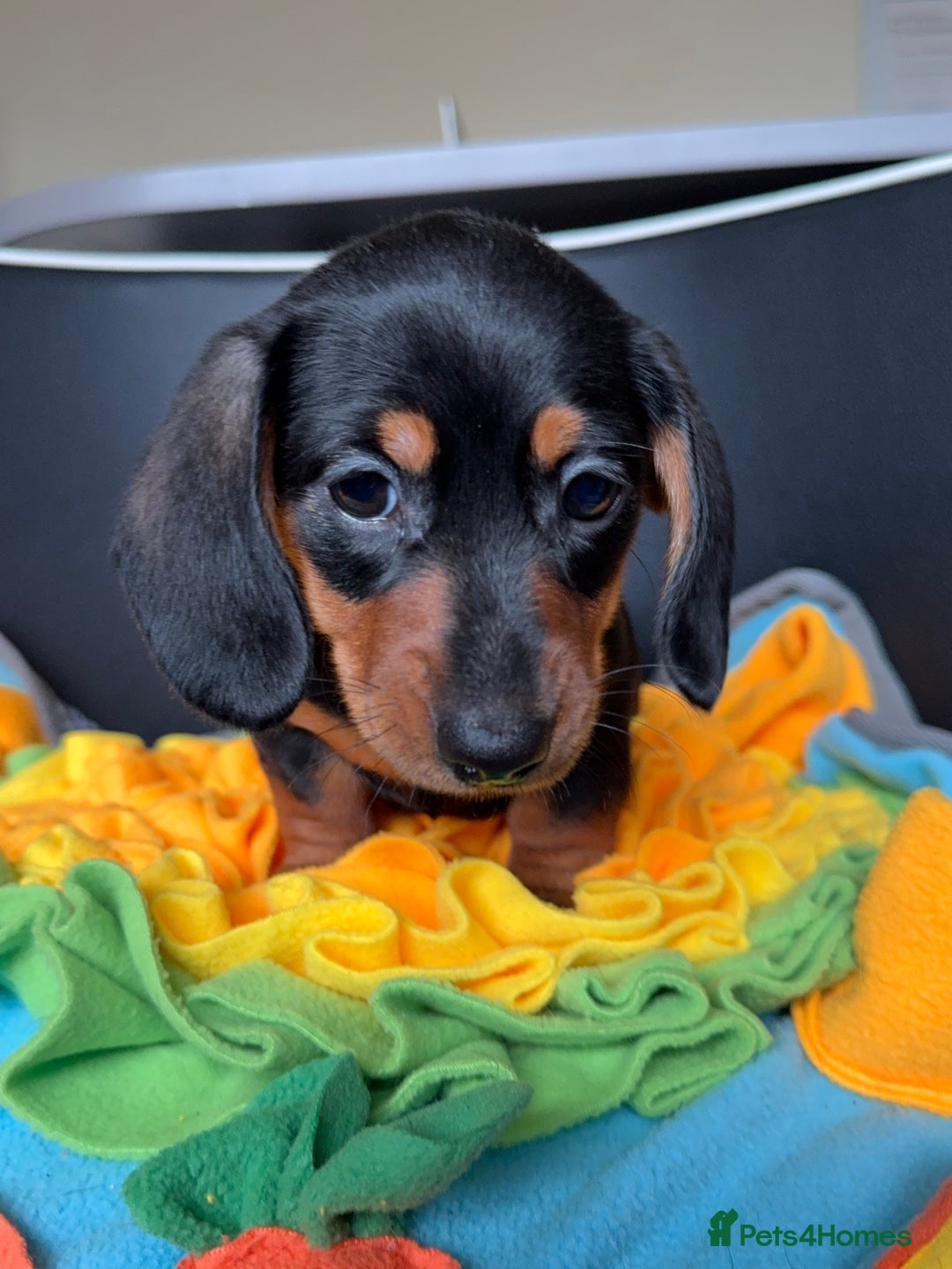 Miniature Dachshund dogs for sale: Mini Dachshund puppies, PRA clear, health tested - Image 29