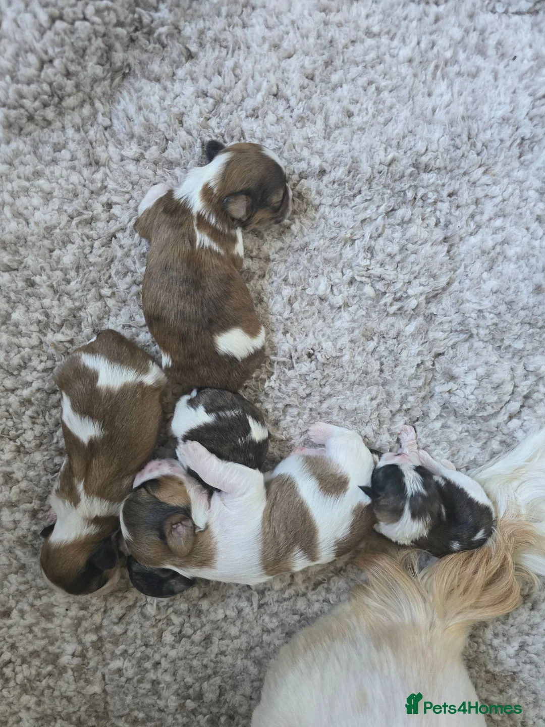 Shih Tzu dogs for sale: Shih Tzu puppies  - Advert 7