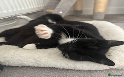 Mixed Breed cats for sale: 3 male tuxedo kittens  - Image 6
