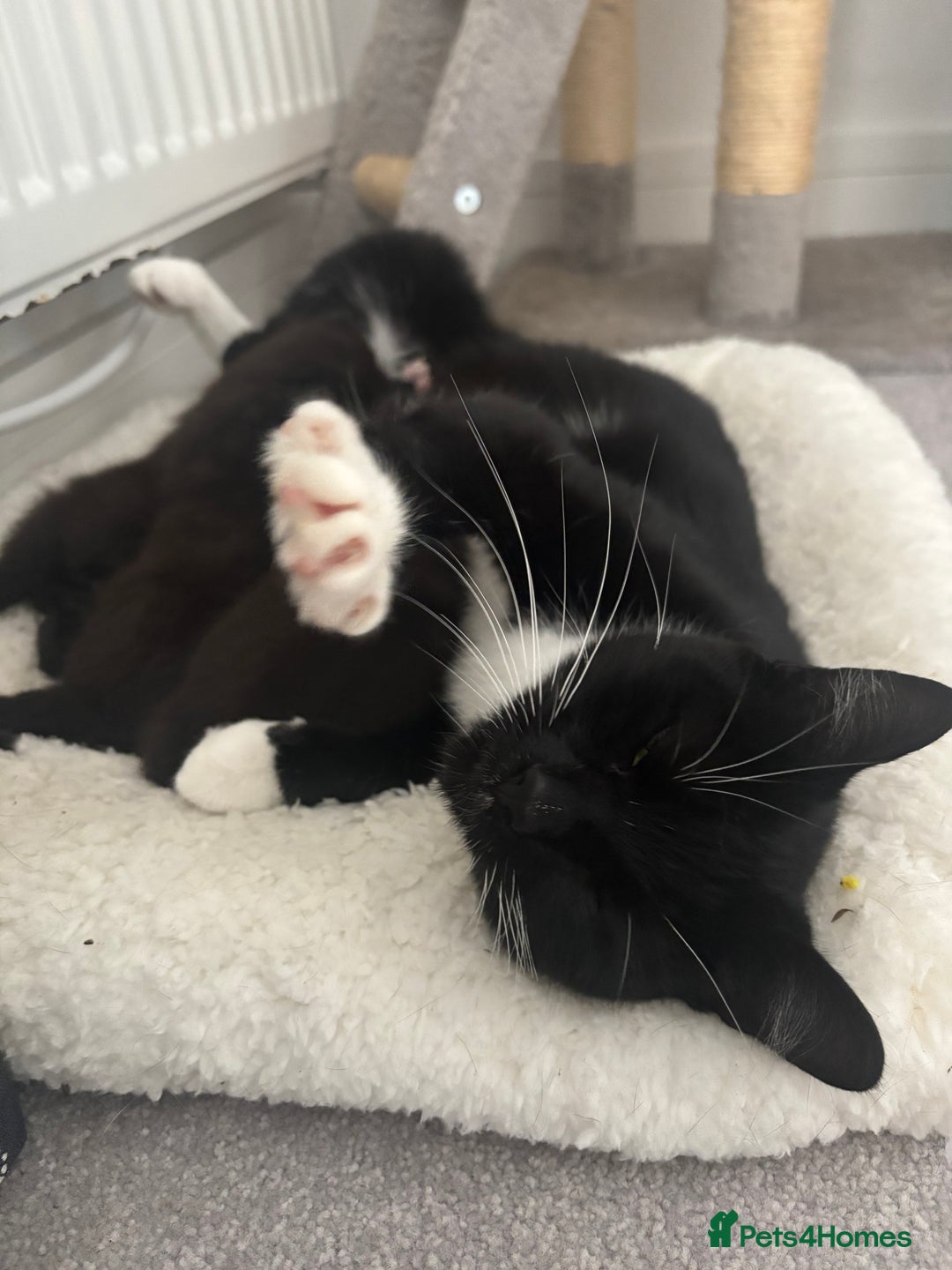 Mixed Breed cats for sale: 3 male tuxedo kittens  - Image 6