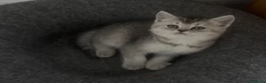 Scottish Fold Kitten 4