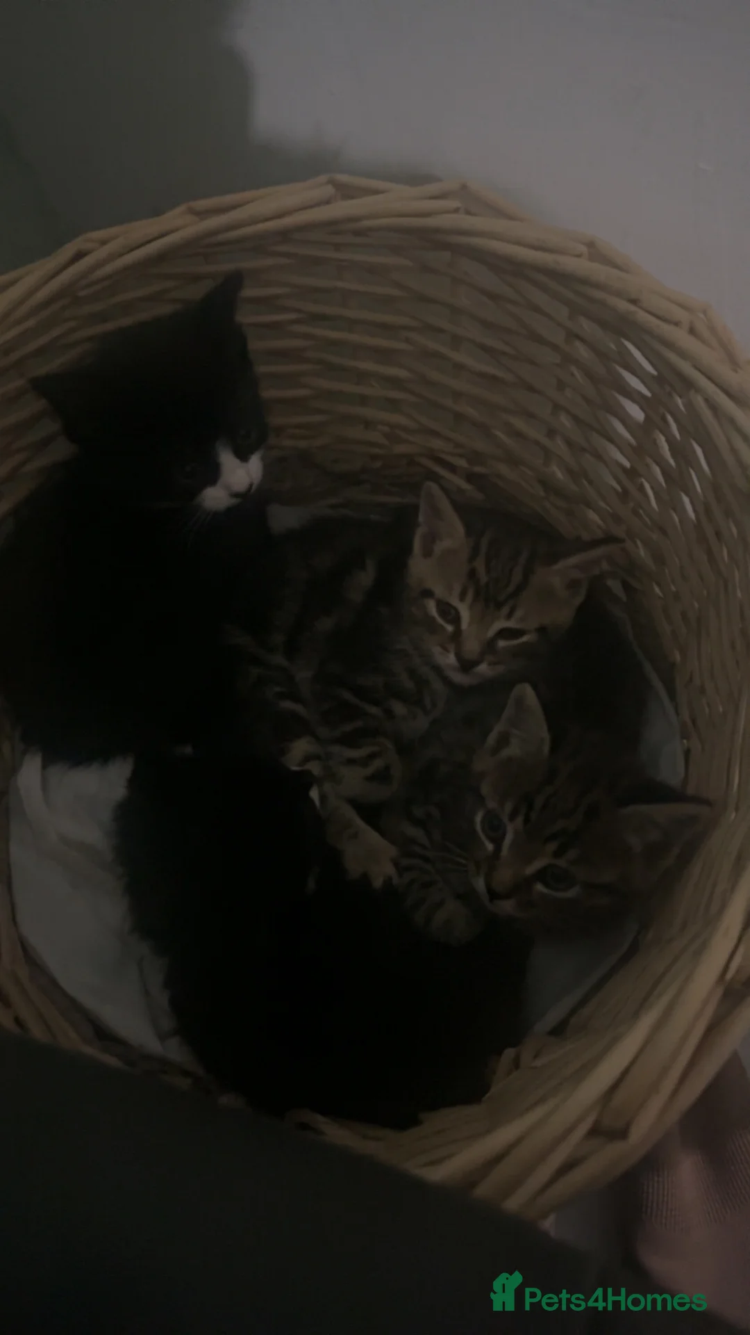 Mixed Breed cats for sale: Beautiful black kitten - Advert 5