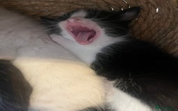 Ragdoll cats for sale: Half rag doll kitten   - Image 2