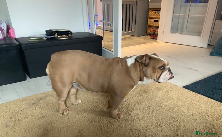 English Bulldog dogs - Advert 1