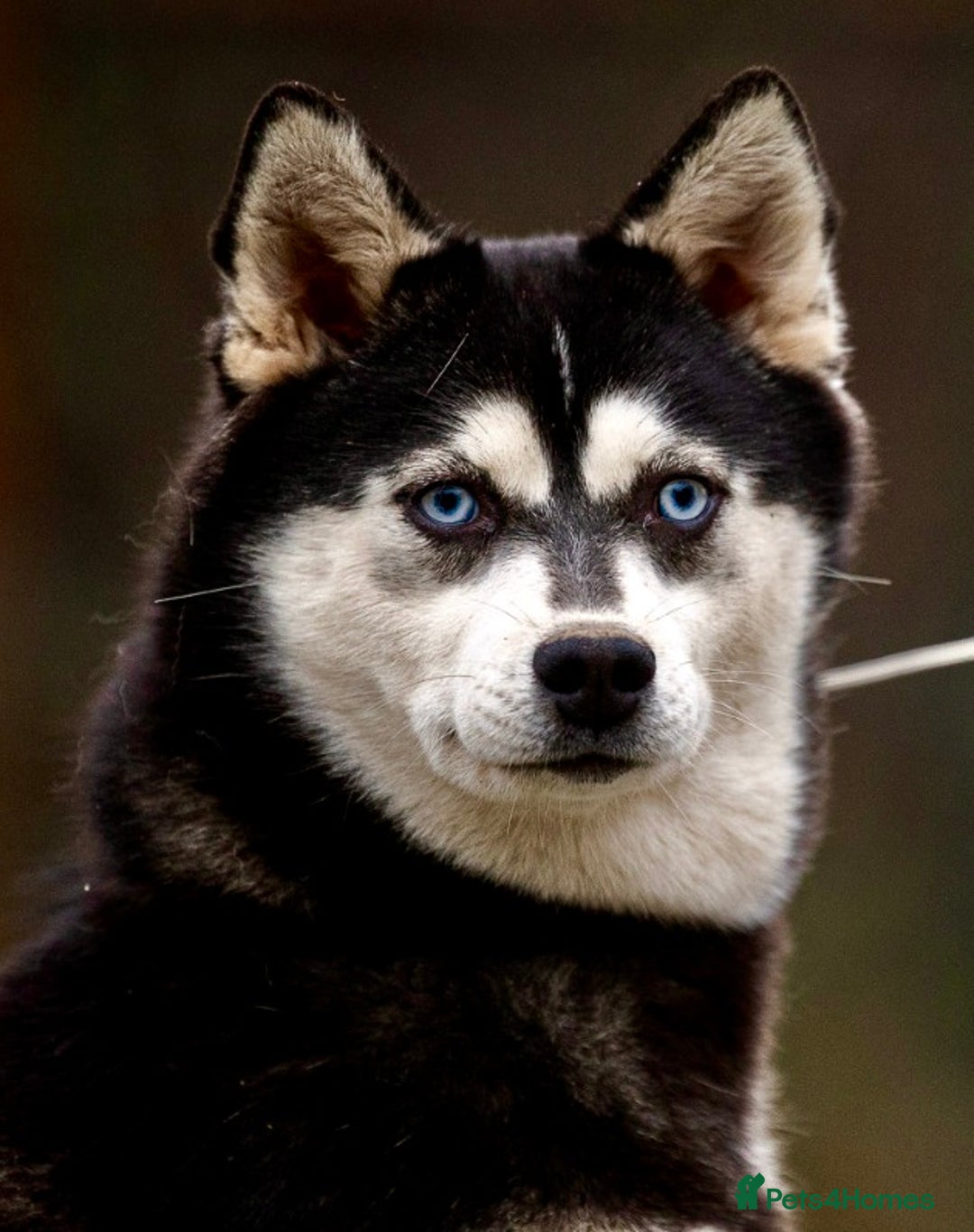 Pomsky dogs for adoption: LARA – Blue-eyed, Female Pomsky  - Advert 6